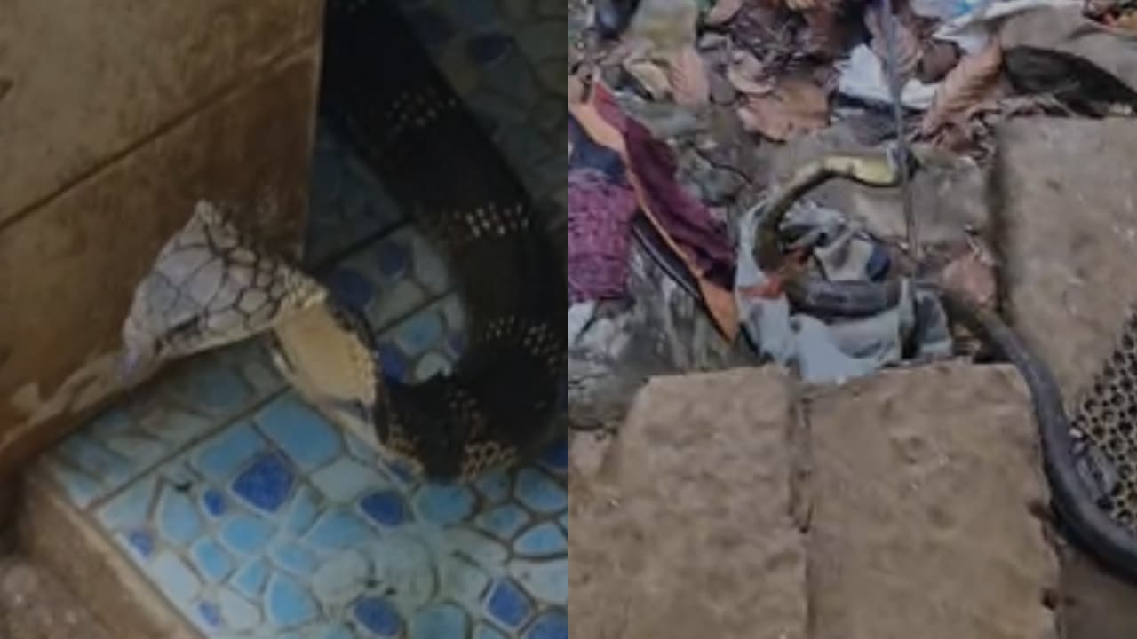 King cobra King cobra