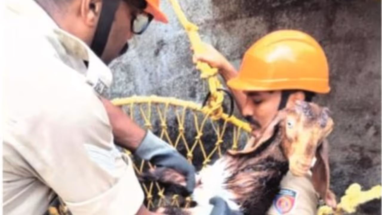 firefighters save goat firefighters save goat