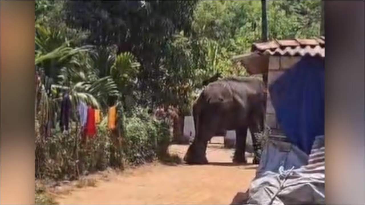 elephant attack elephant attack