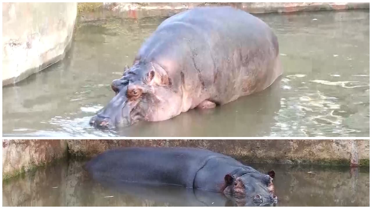 Tyavarekoppa safari hippo Hamsini Tyavarekoppa safari hippo Hamsini