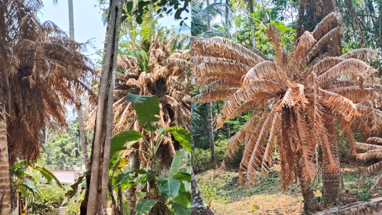 palm trees drying rapidly uspected viral infection raises concern in agriculture sector palm trees drying rapidly uspected viral infection raises concern in agriculture sector