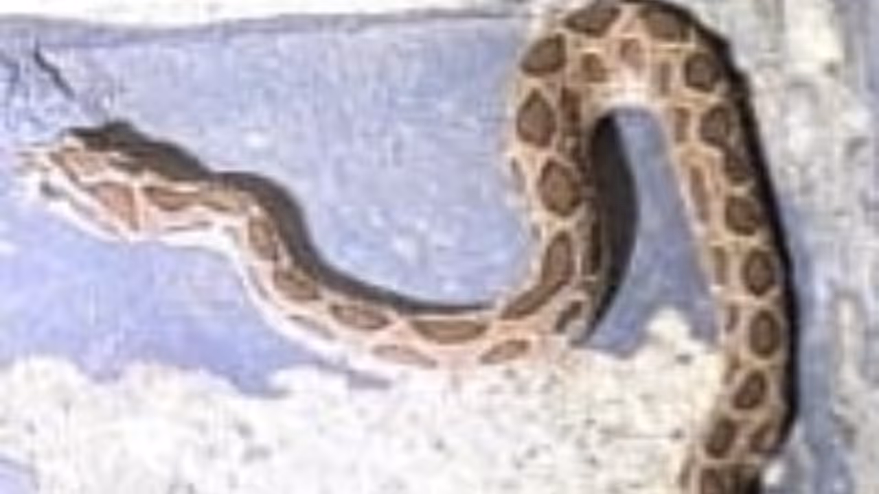 elderly woman suffers snake bite near house in kuttamperoor elderly woman suffers snake bite near house in kuttamperoor