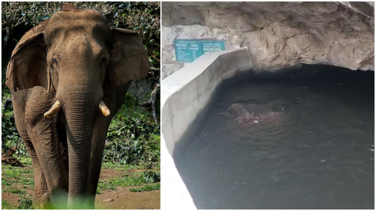 chillikomban chillikomban