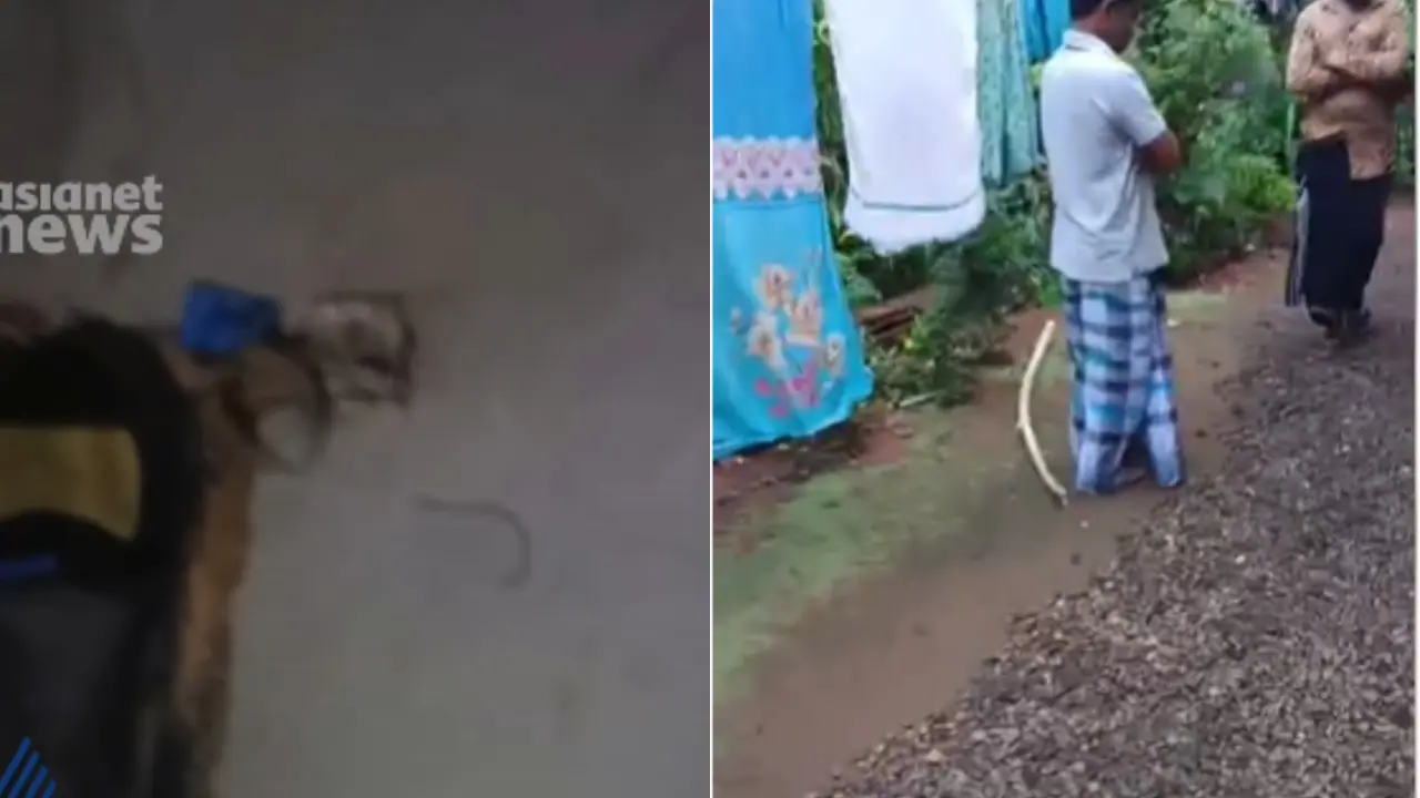 Snake Snake