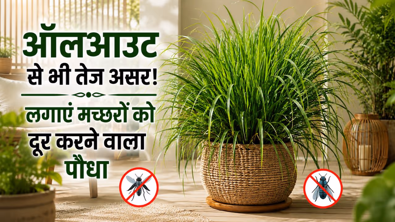 Citronella plant benefits Citronella plant benefits