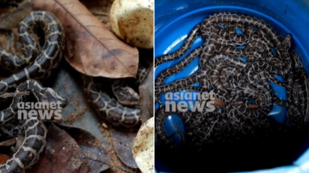Python snake Python snake