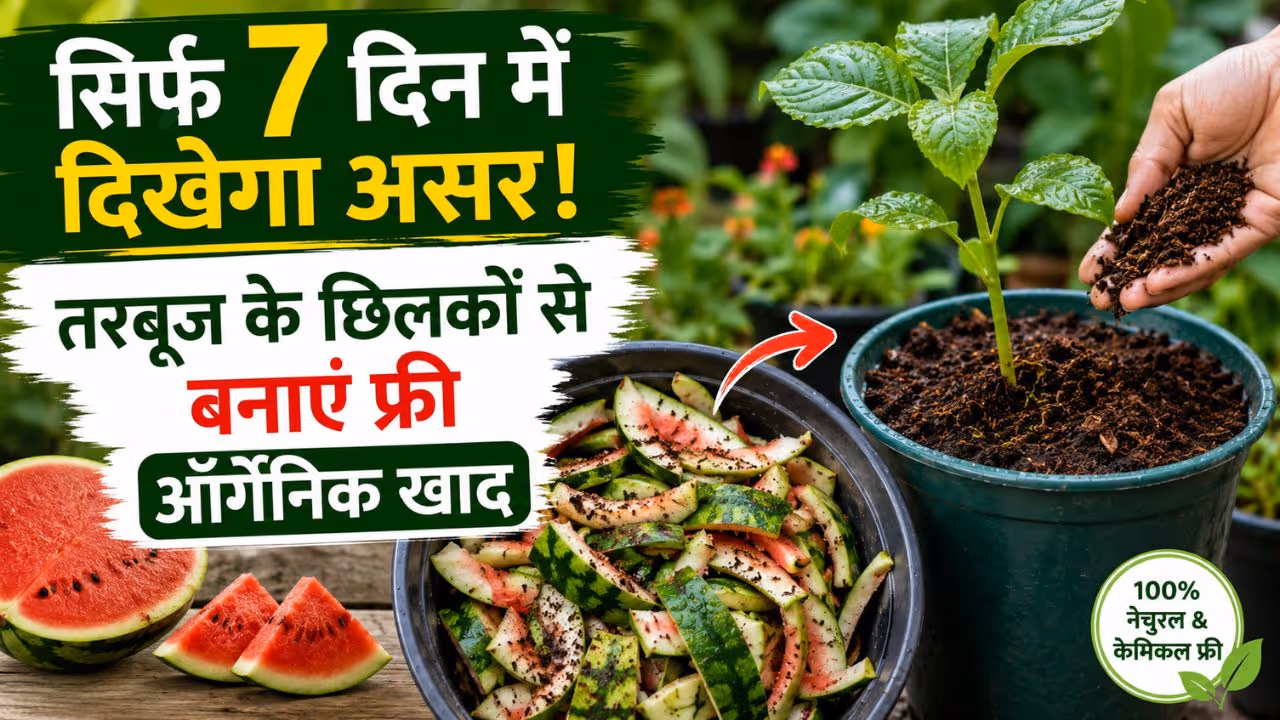 Organic Fertilizer Hack Organic Fertilizer Hack