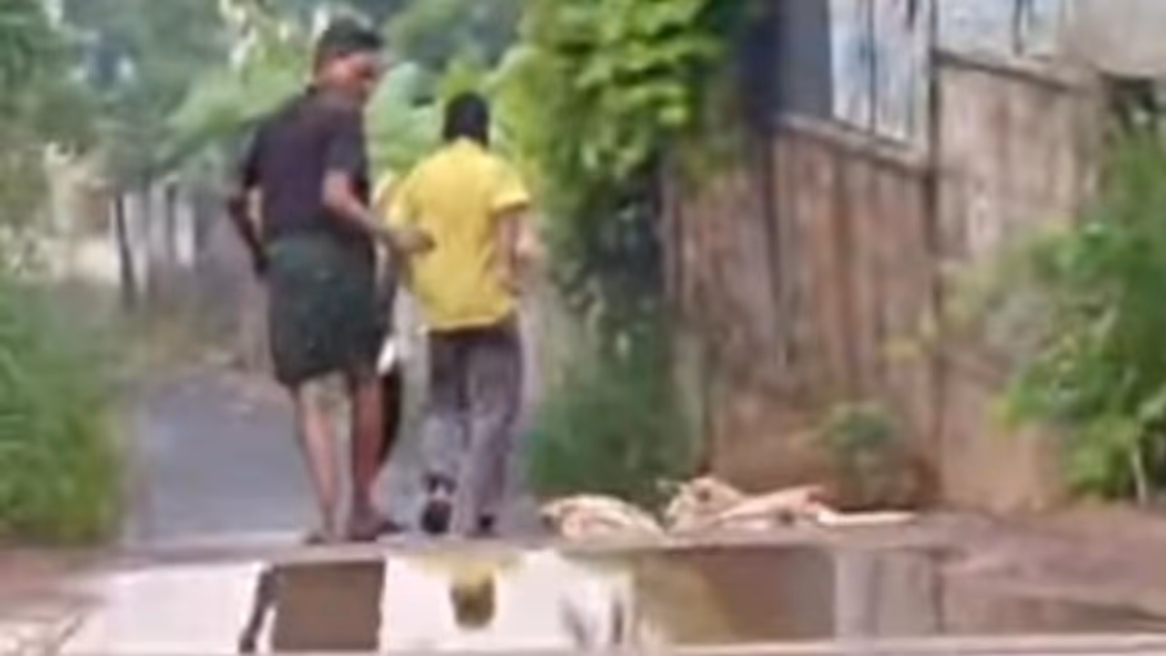 Stray dogs Stray dogs