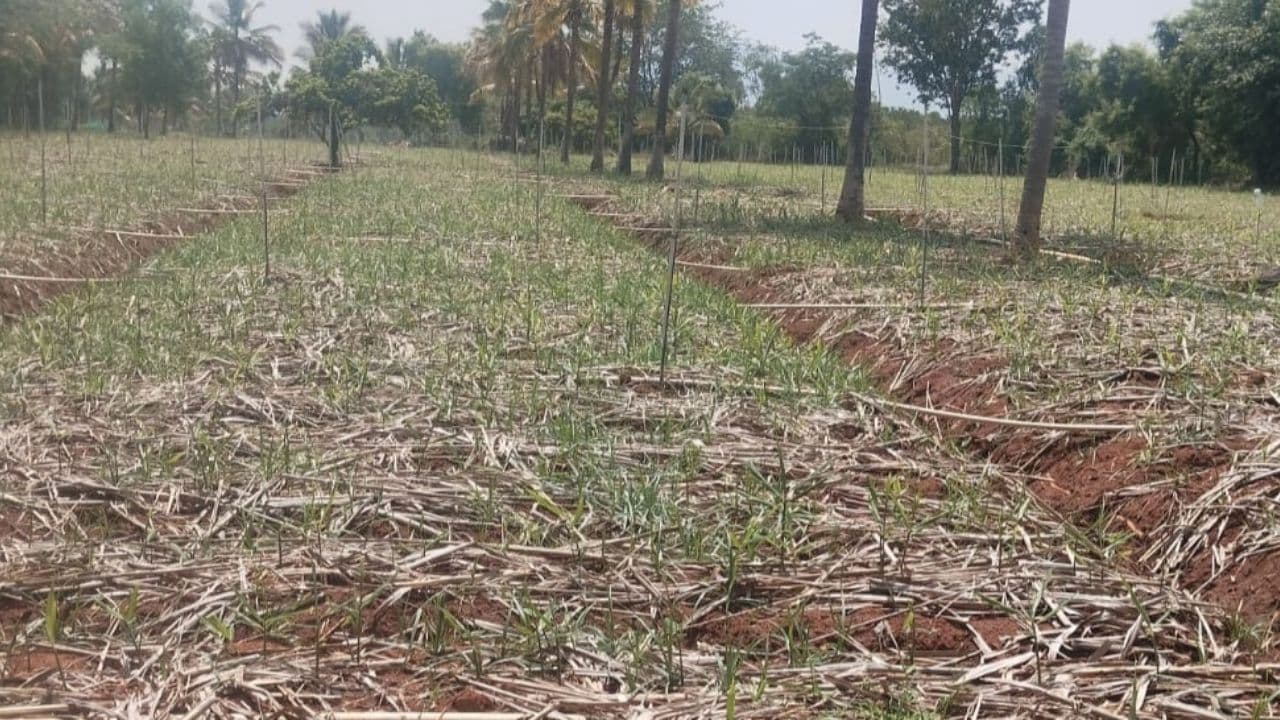 Malavalli Farmers Malavalli Farmers