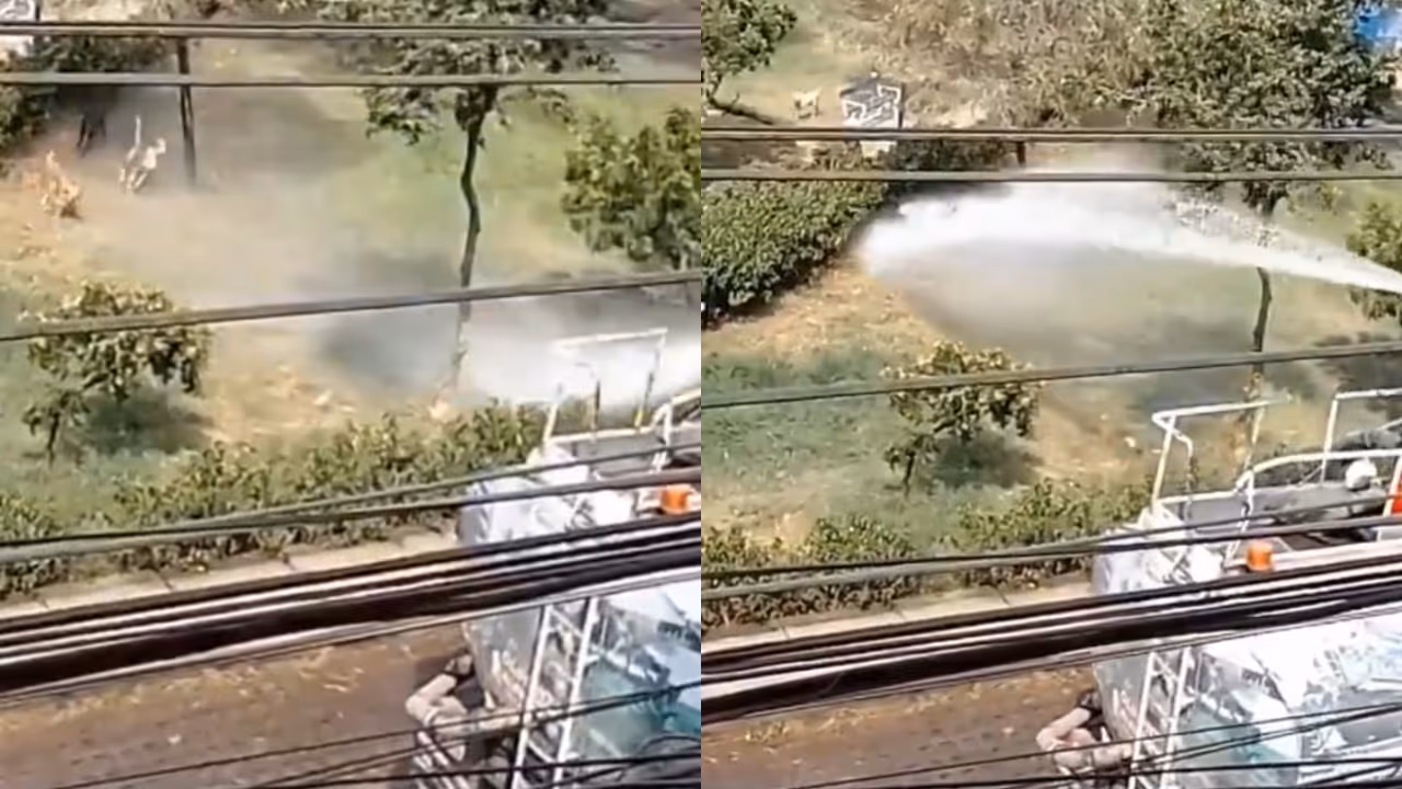 Water tanker helps stray dogs cool off during intense heatwave Water tanker helps stray dogs cool off during intense heatwave
