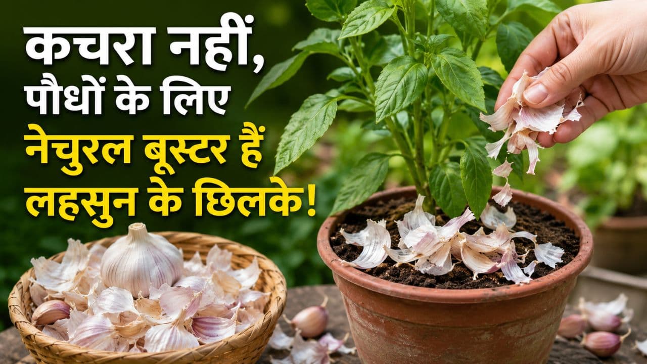 garlic peel benefits for garden plants garlic peel benefits for garden plants