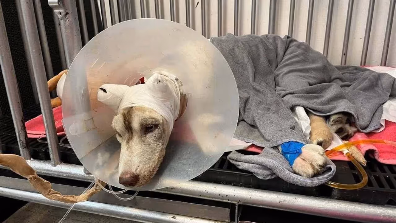 molly owner sets fire on dog molly owner sets fire on dog