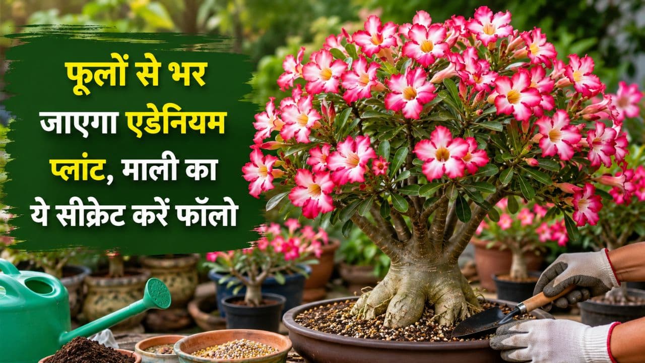 Desert Rose Flower Care Desert Rose Flower Care