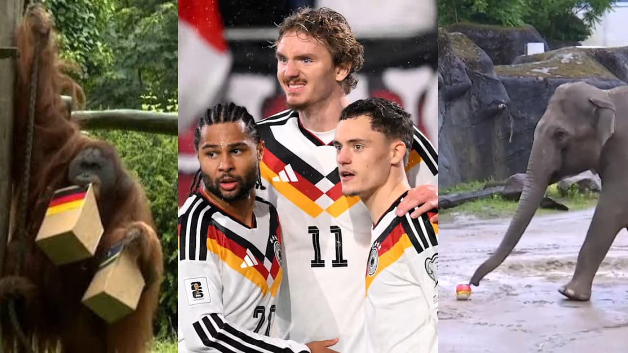 Orangutan Walter And Elephant Tarak at German zoos predict FIFA World Cup germany match predictions Orangutan Walter And Elephant Tarak at German zoos predict FIFA World Cup germany match predictions