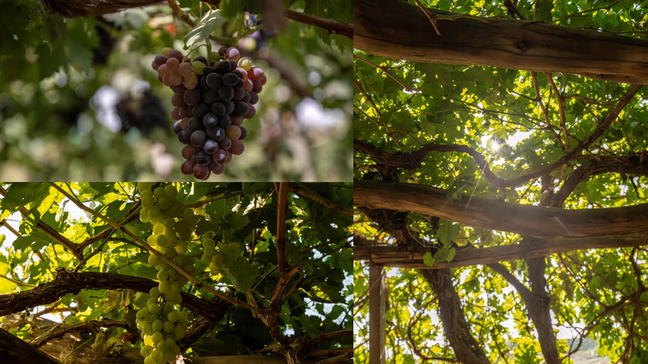 saudi grapes saudi grapes