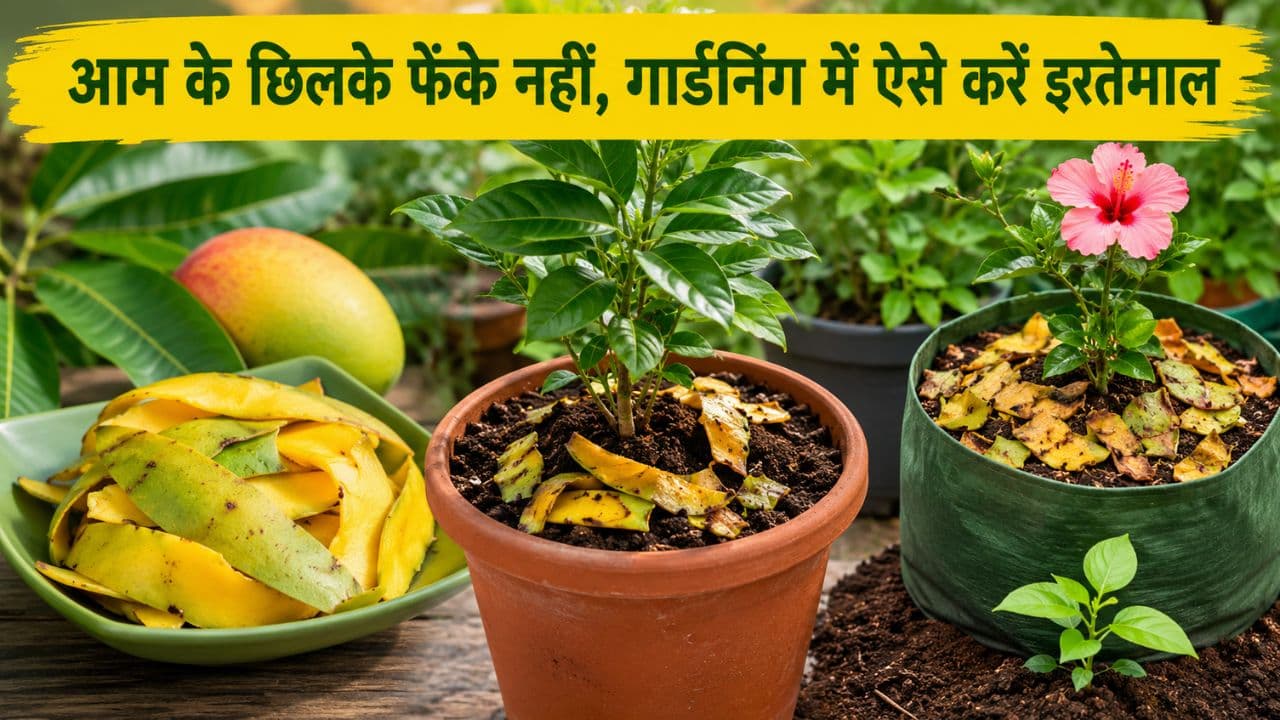 Mango Peel Fertilizer Mango Peel Fertilizer