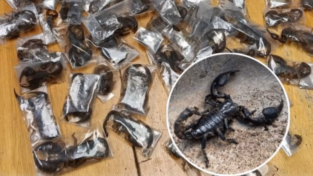 live scorpions in airport live scorpions in airport