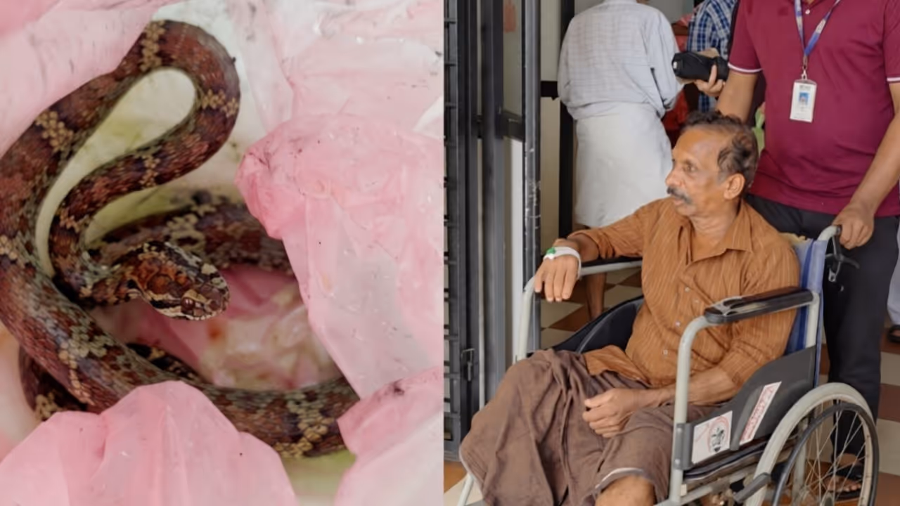 farmer bitten by snake while cutting banana bunch rushes to hospital with snake farmer bitten by snake while cutting banana bunch rushes to hospital with snake