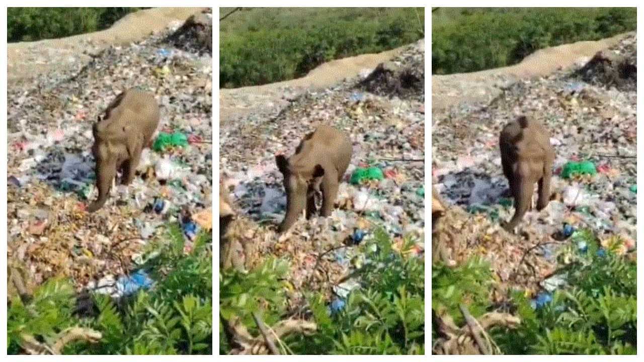 Elephant Searches Food In Plastic Dump Elephant Searches Food In Plastic Dump