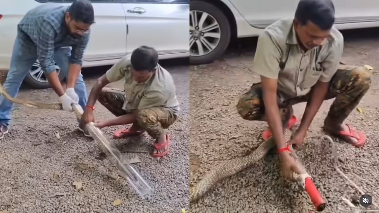 cobra rescued from well after swallowing plastic pipe in kollam cobra rescued from well after swallowing plastic pipe in kollam