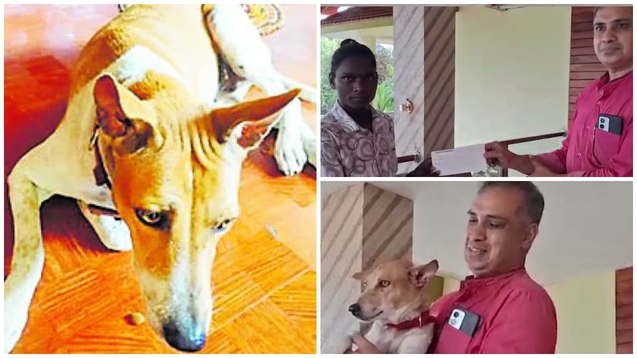 Puttur missing dog Chinnu found Puttur missing dog Chinnu found