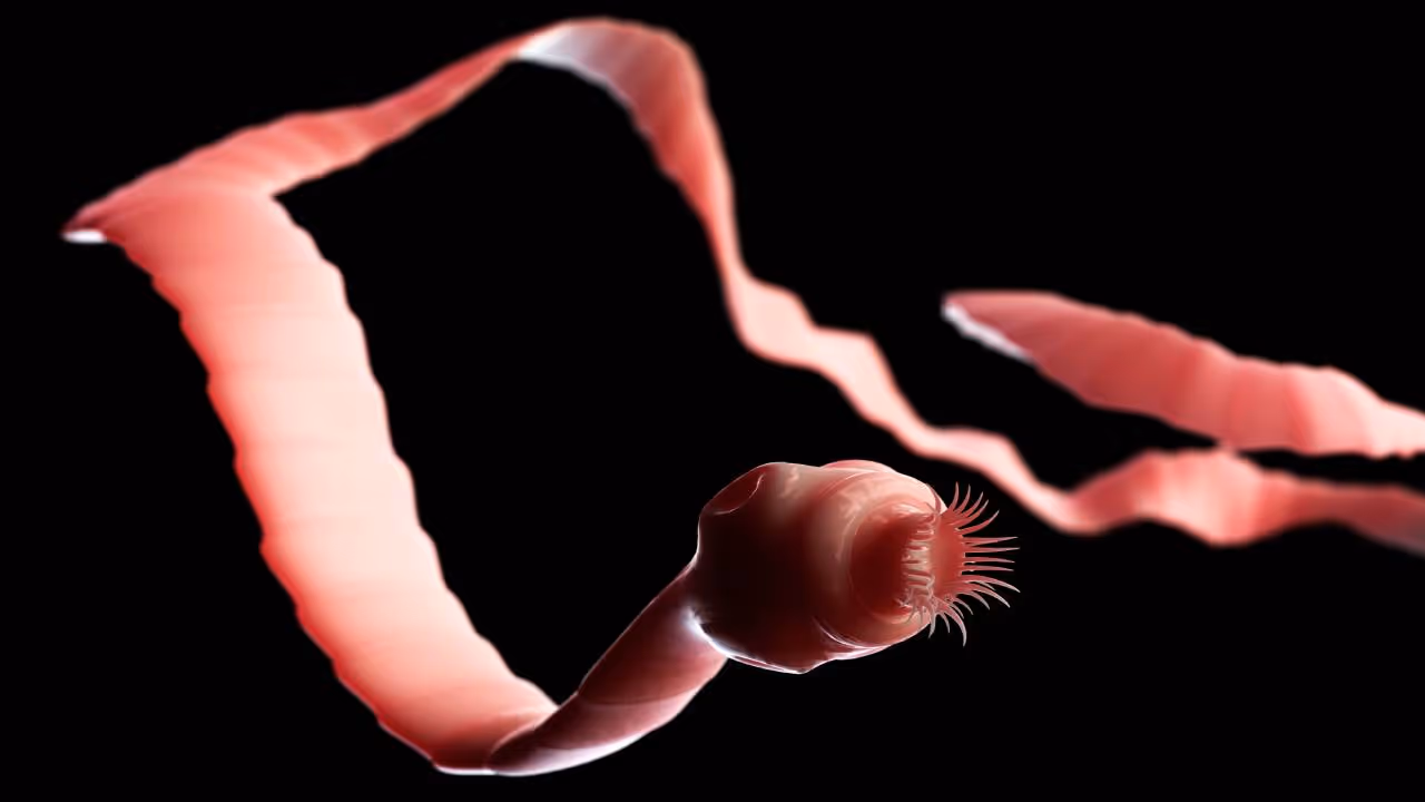 tapeworm tapeworm