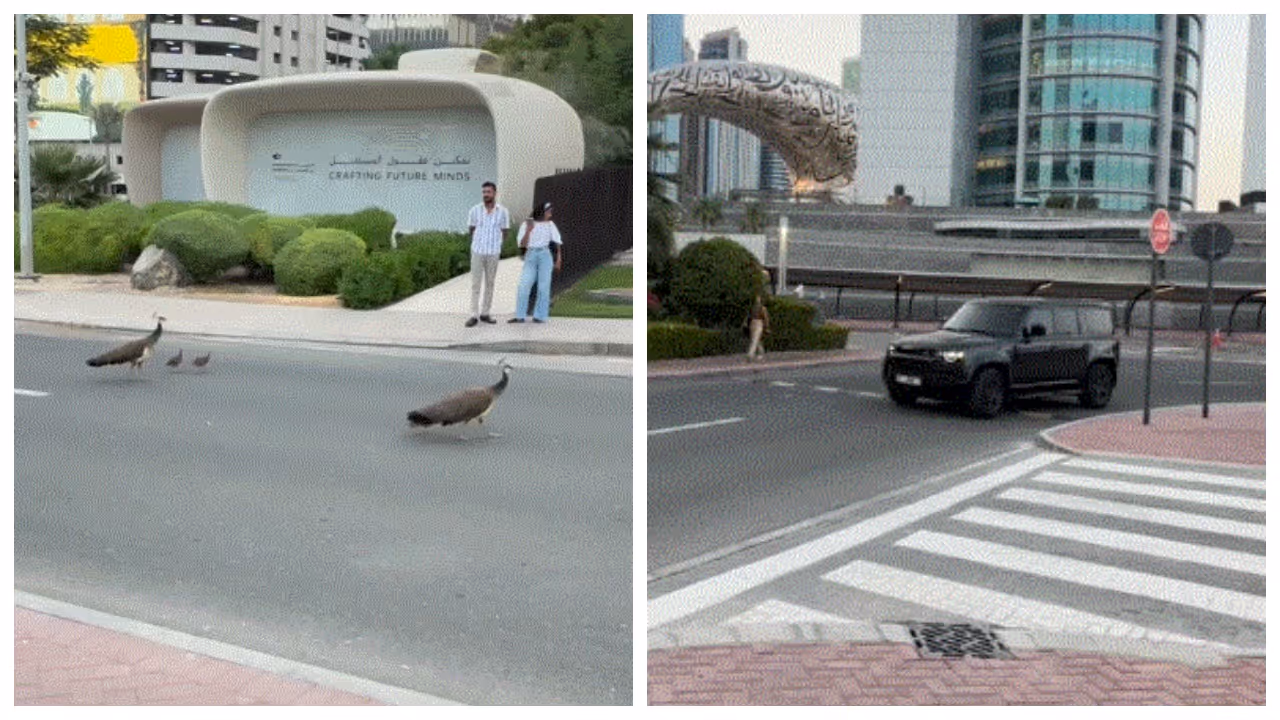 Defender stops for peacock family Defender stops for peacock family
