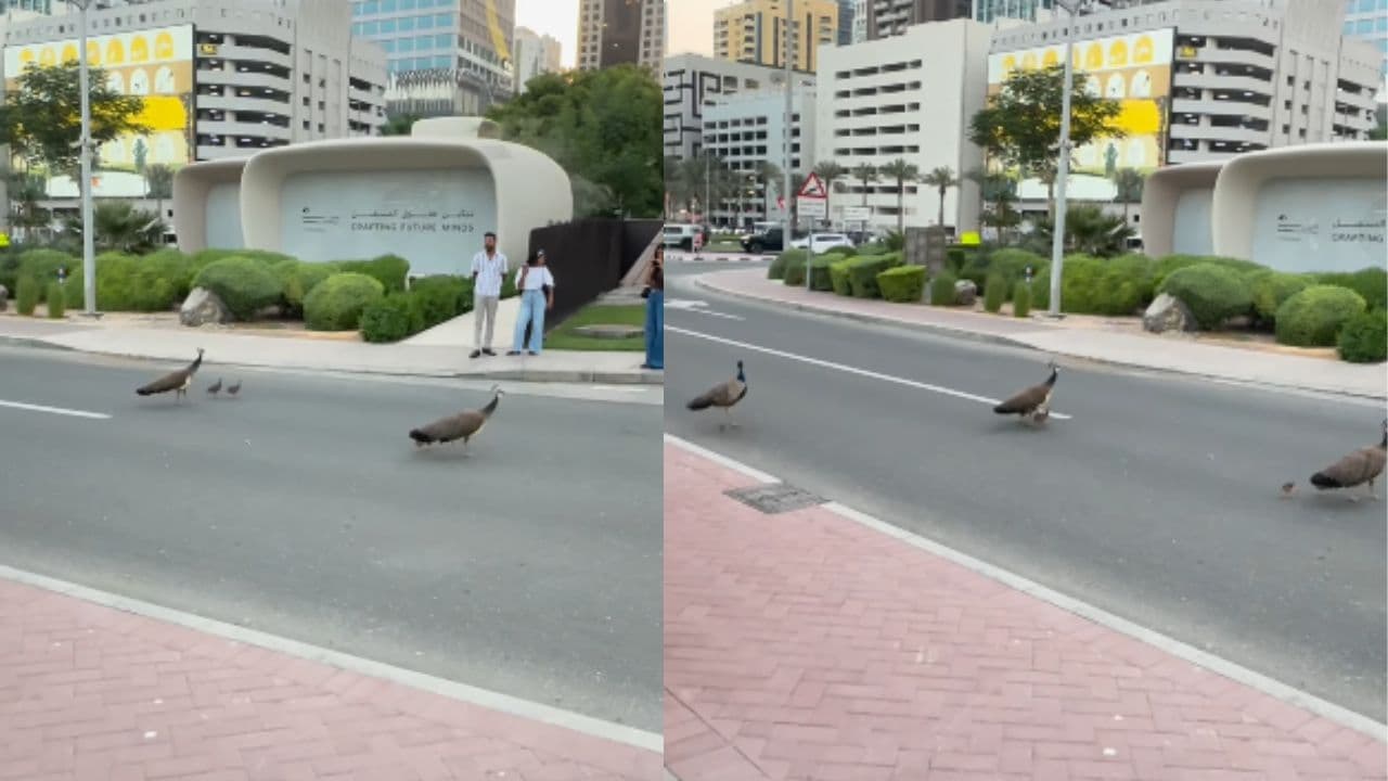 National bird Peacocks Crossing Road National bird Peacocks Crossing Road