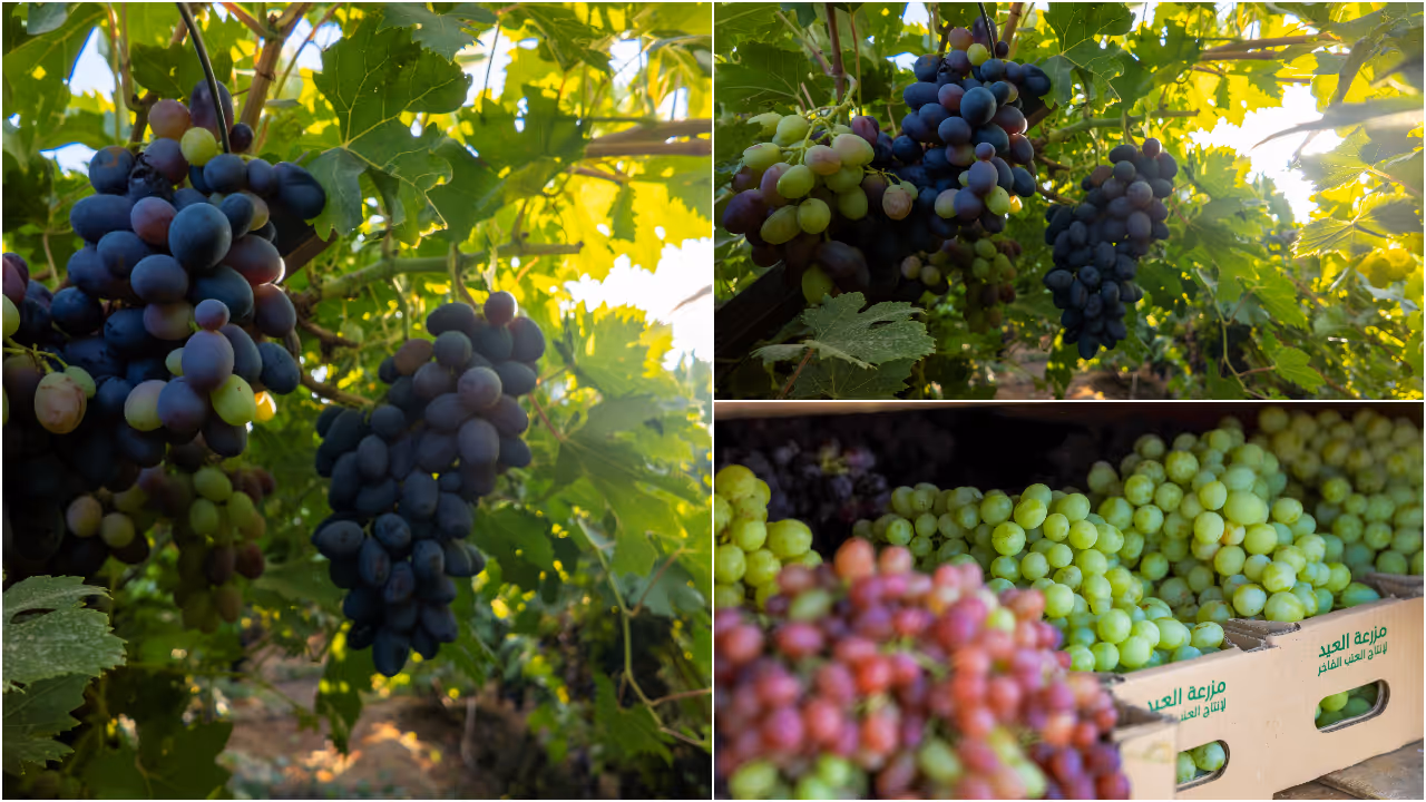 grapes grapes