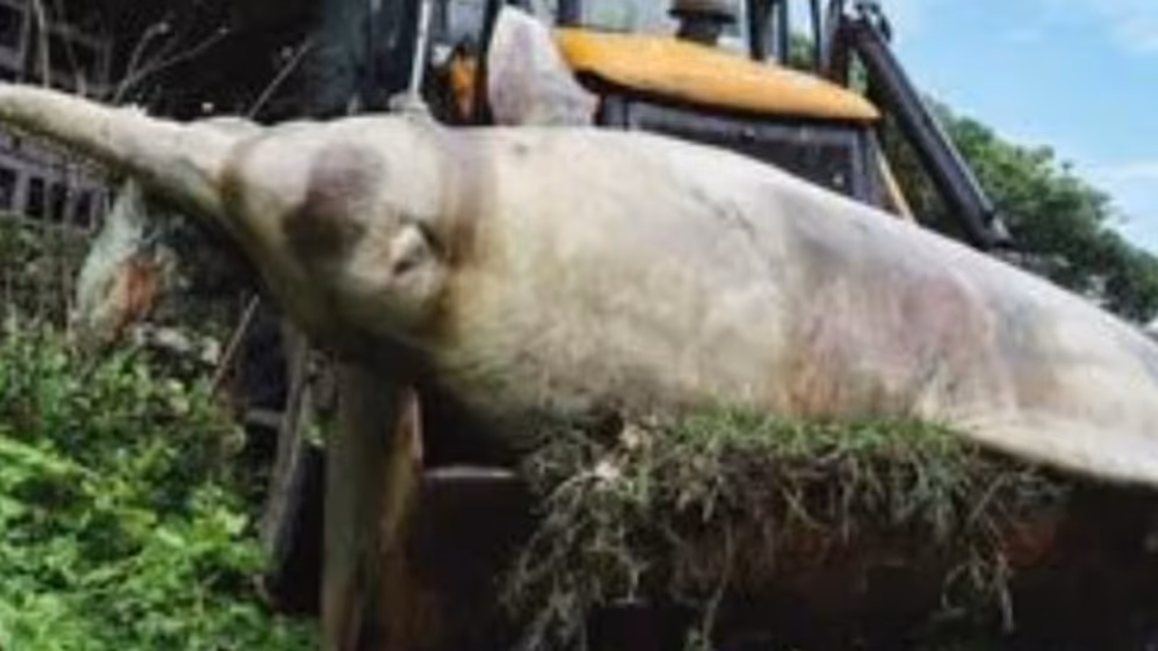 200 kg dolphin found dead on kozhikode beach with plastic net in stomach 200 kg dolphin found dead on kozhikode beach with plastic net in stomach