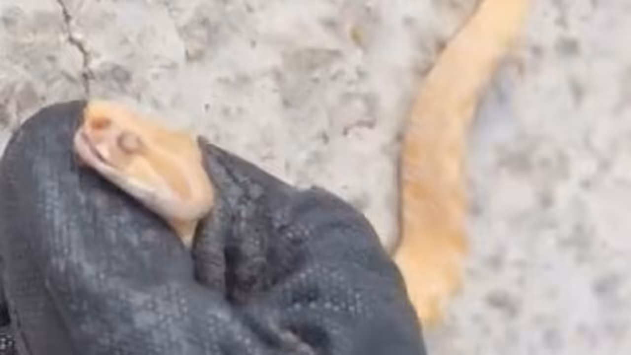 extremely rare, genetically mutated 'albino' viper extremely rare, genetically mutated 'albino' viper