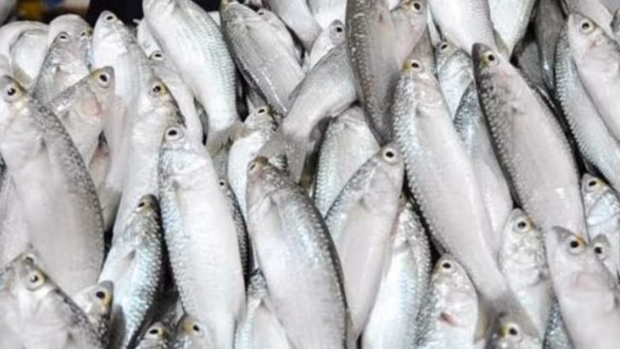 sheem fish sheem fish