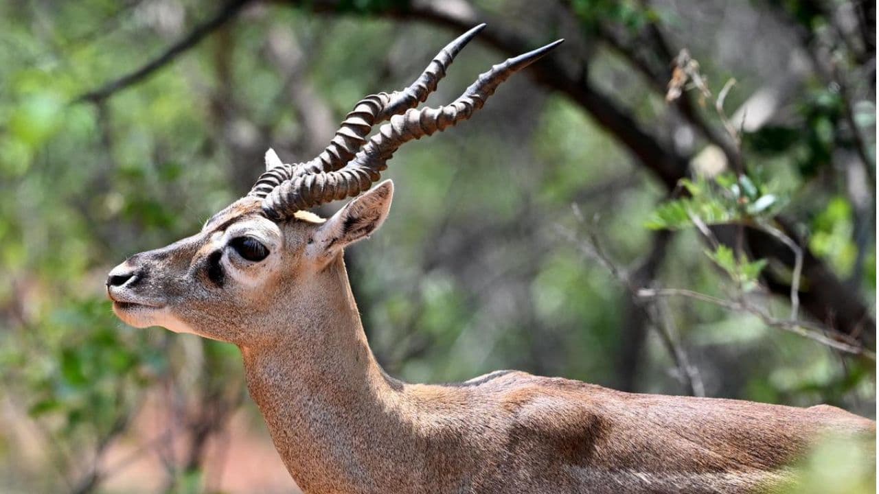 13 Blackbucks Die After Falling Into Well in MP's Shajapur 13 Blackbucks Die After Falling Into Well in MP's Shajapur
