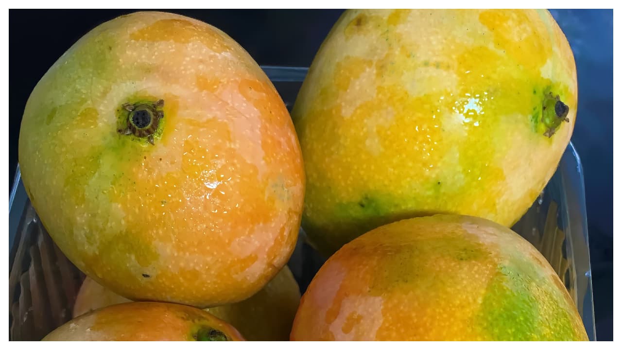 mango mango