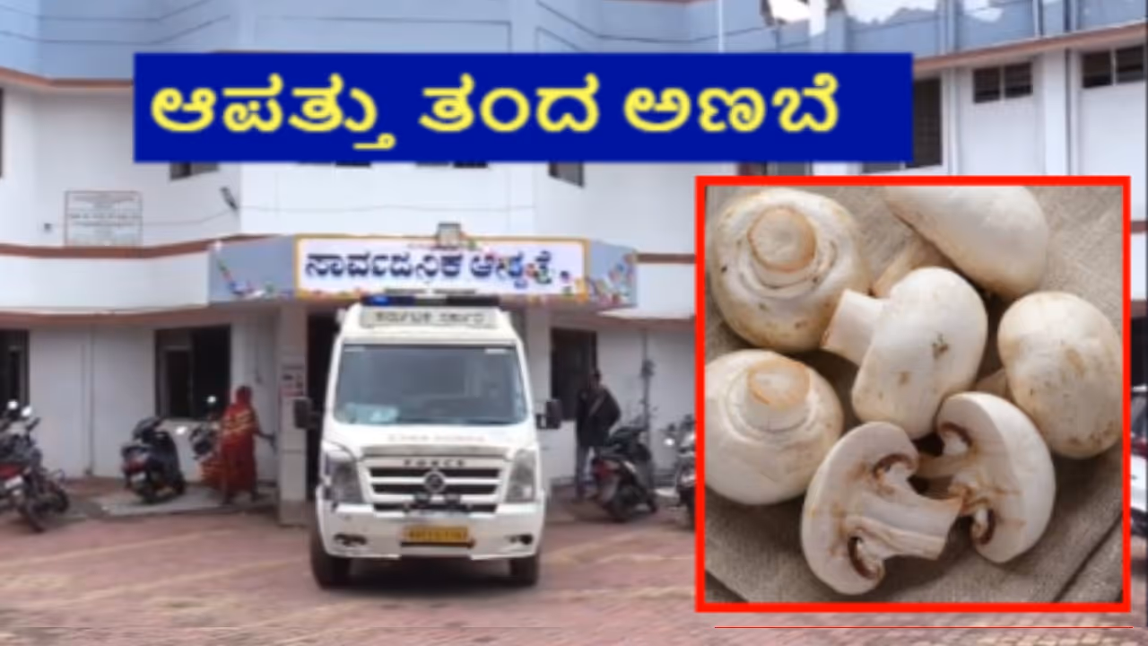 belagavi mushroom belagavi mushroom