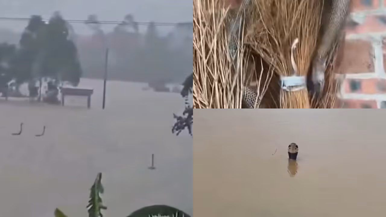 nearly 900 snakes escape from china snake farm after floods nearly 900 snakes escape from china snake farm after floods