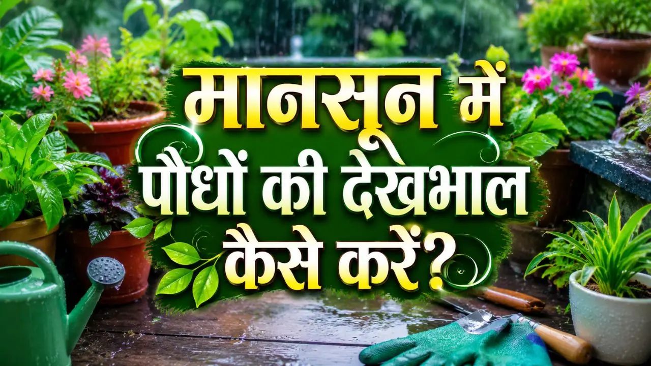Monsoon Plant Care Monsoon Plant Care