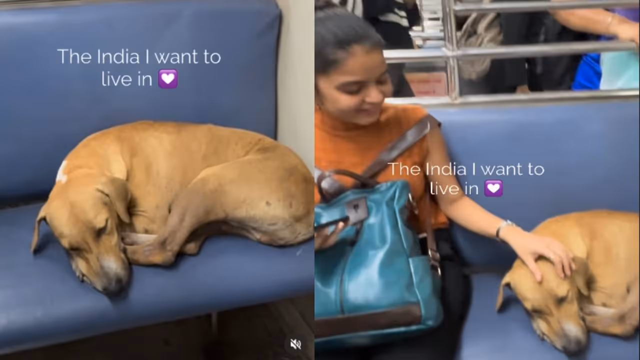 viral video viral video
