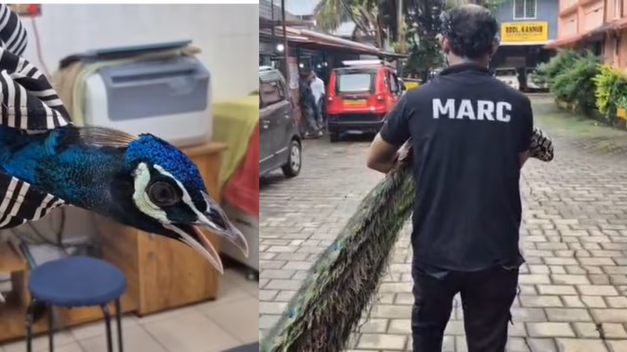 Peacock Rescued From Thalappil House Peacock Rescued From Thalappil House