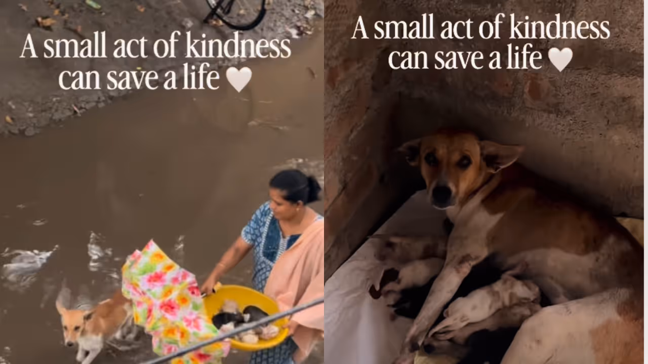 Stray Dog Rescue Stray Dog Rescue