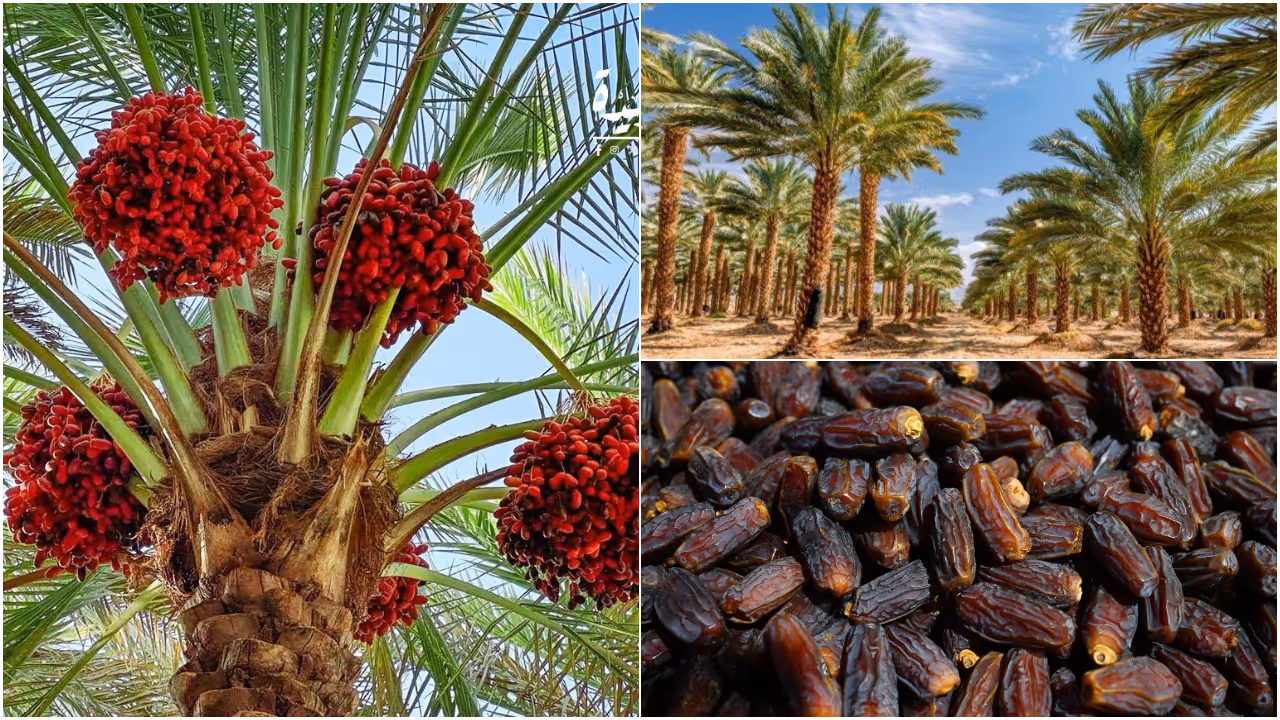 dates dates