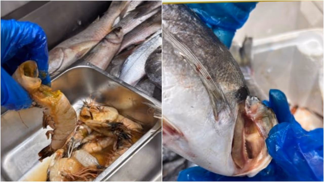 rotten fish rotten fish