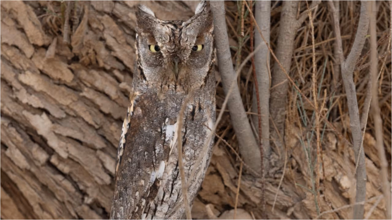 owl owl
