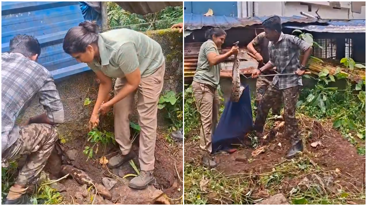 python caught python caught