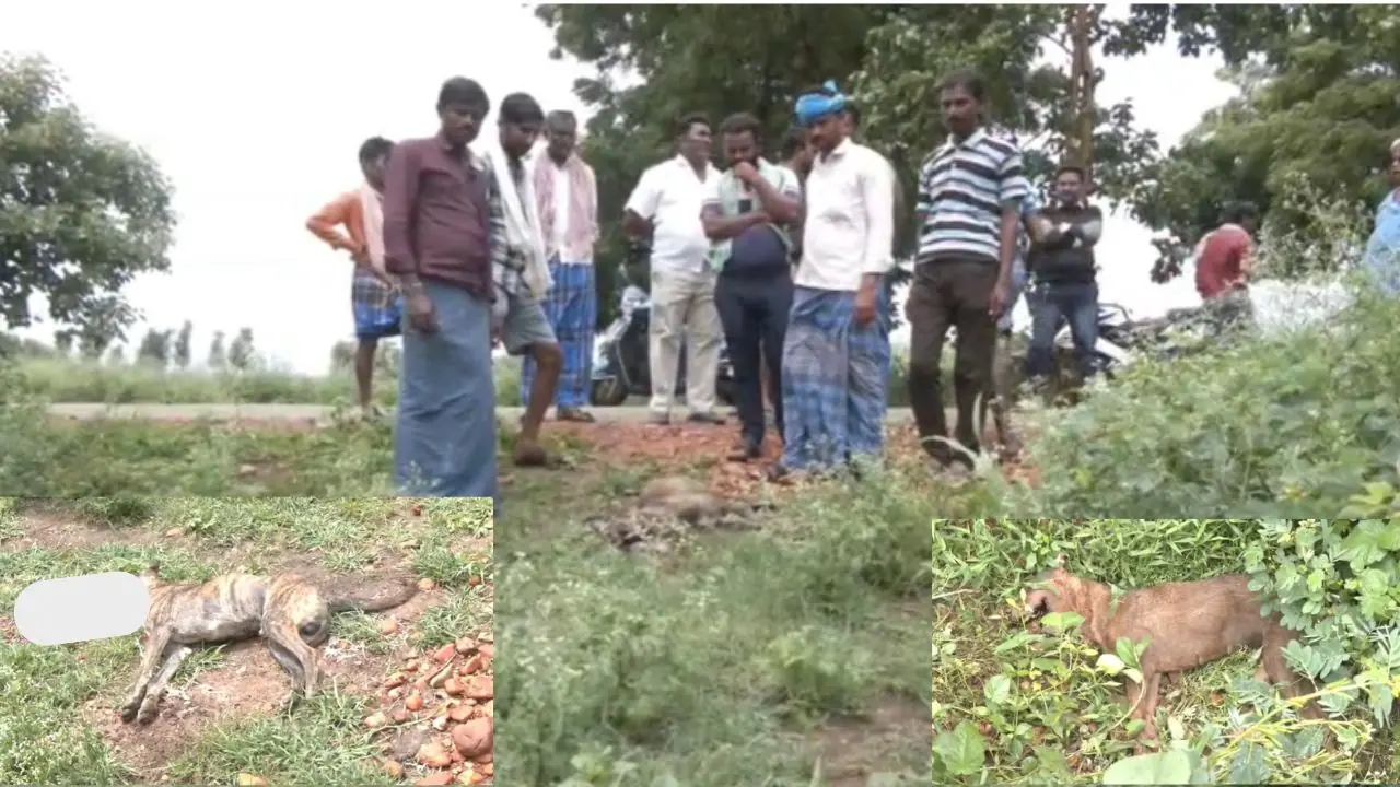 Haveri Dog death Haveri Dog death