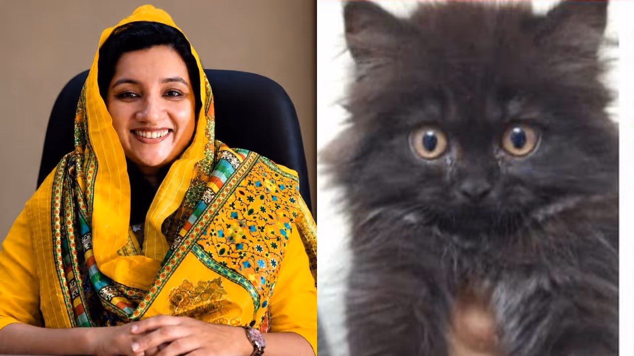 adeela abdulla cat adeela abdulla cat