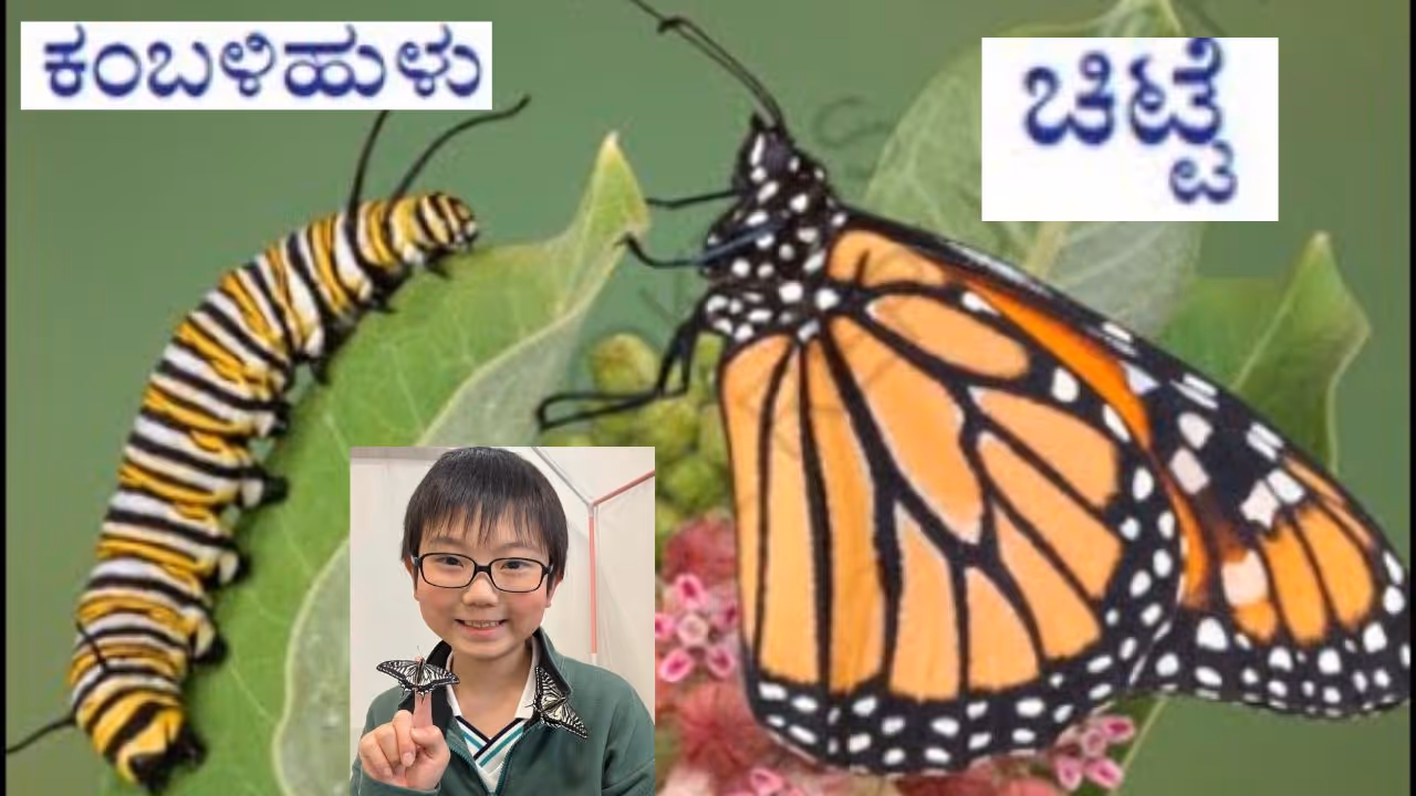 Caterpillar Butterfly Memory Caterpillar Butterfly Memory