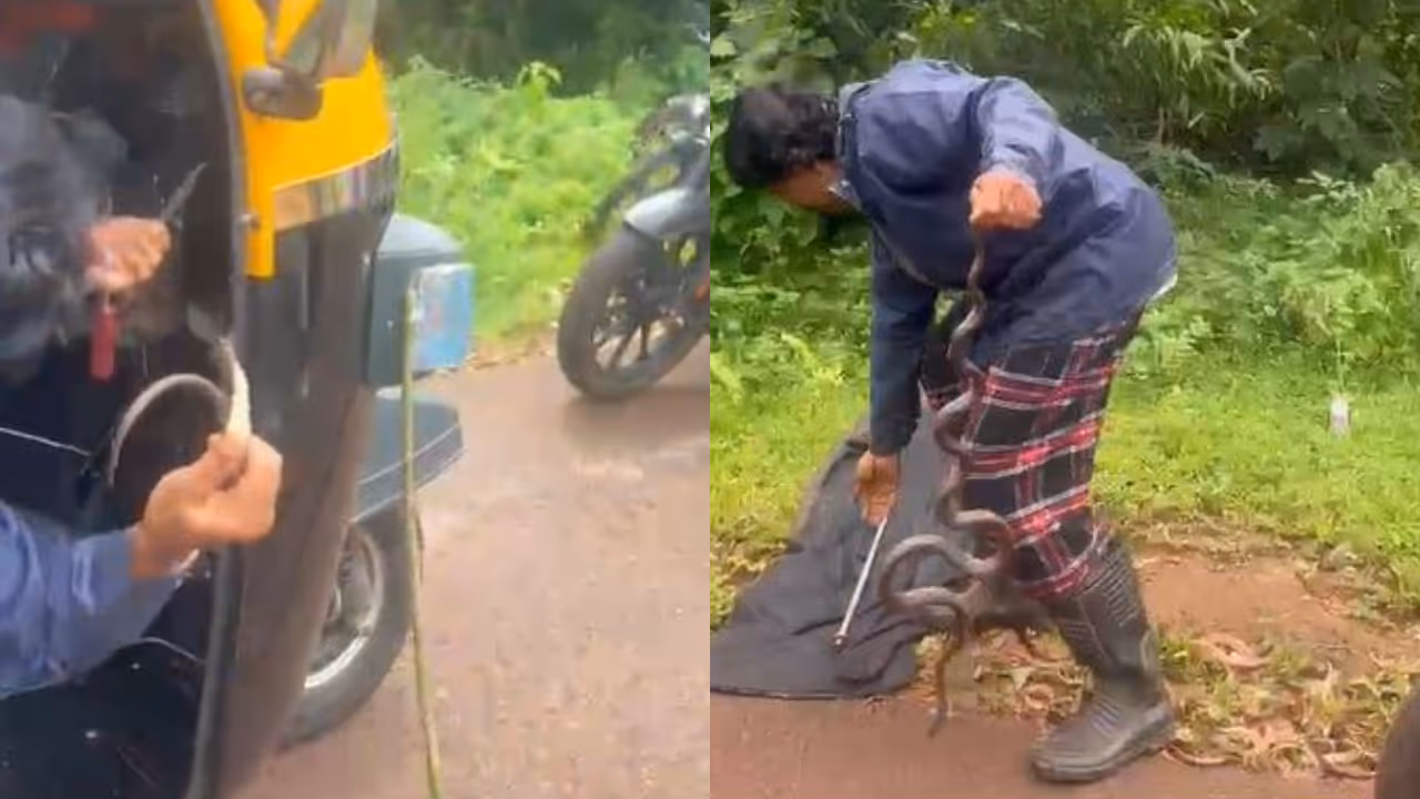 Snake rescue Snake rescue