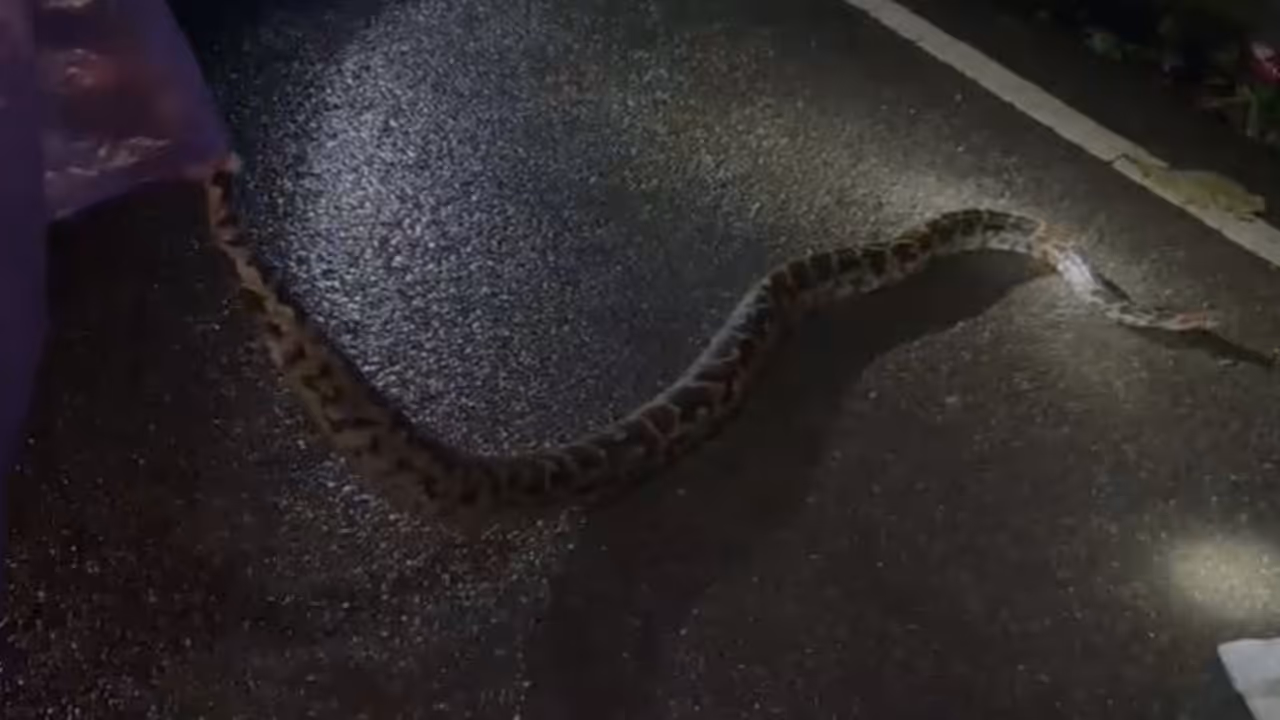 huge python huge python