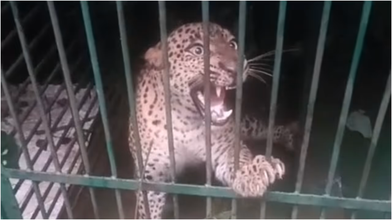 Leopard Leopard